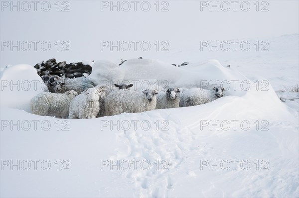 Domestic sheep