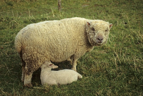 Southdown Sheep