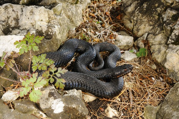 European Adder