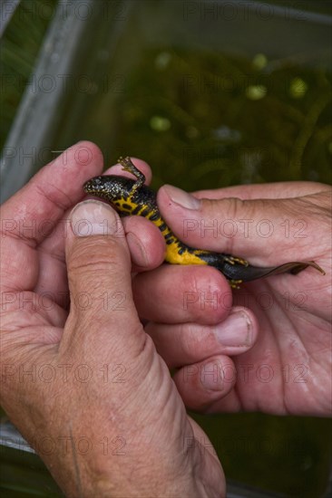 Great crested newt