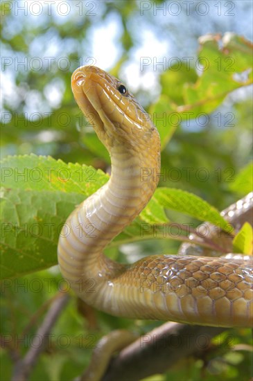 Aesculapian snake