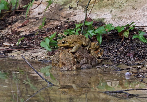 Cane Toad