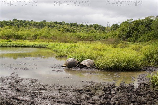 Testudo elephantopus porteri porteri porteri