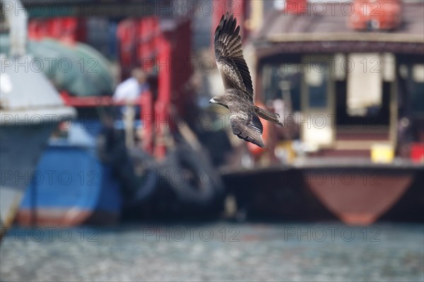 Black-eared Kite