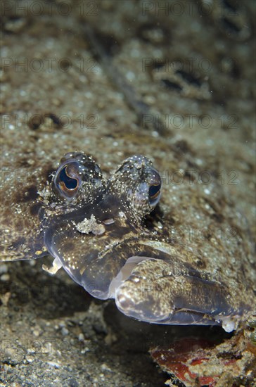 Ocellated Flounder