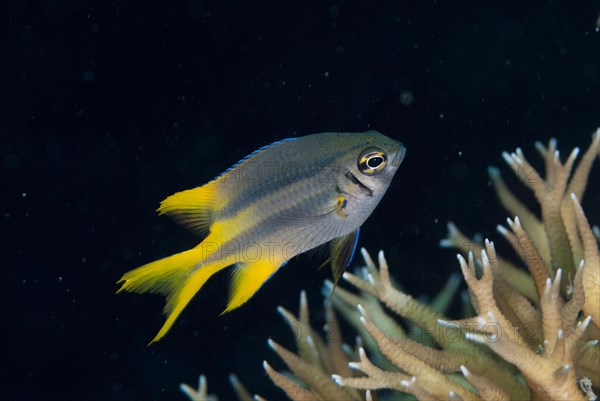 Yellowtail Damsel