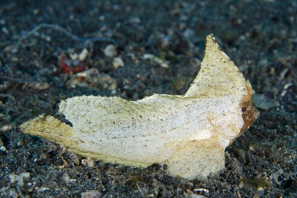 Spiny waspfish