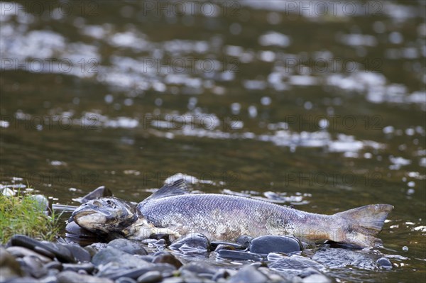 Atlantic salmon