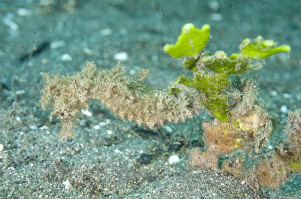 Moluccan Seahorse