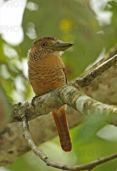 Barred Puffbird