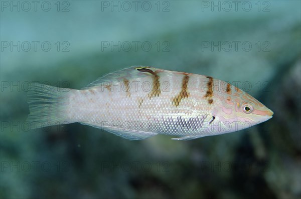 Batu wrasse