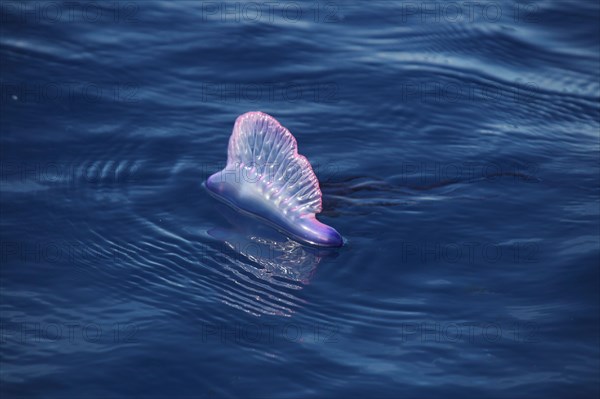 Portuguese Man of War