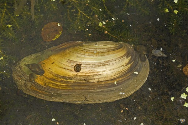 Swan mussel