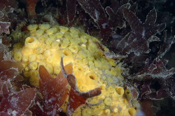 Boring Sponge