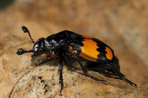 Common Sexton Beetle