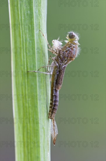 Early damselfly