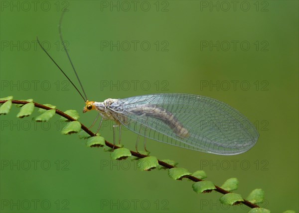 Green lacewing