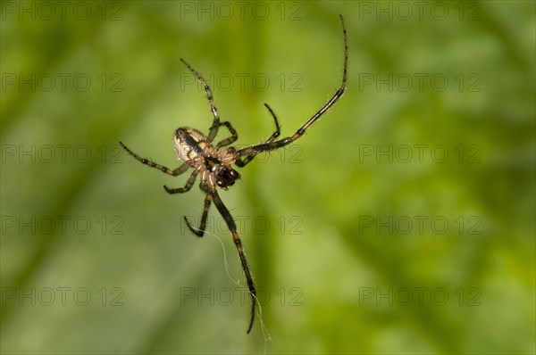 Silver-sided Sector Spider