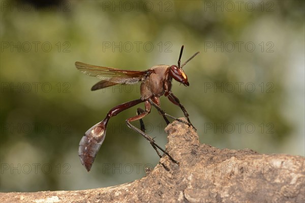 African paper wasp