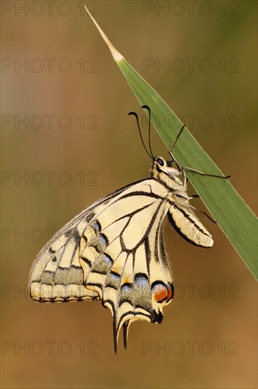 Swallowtail