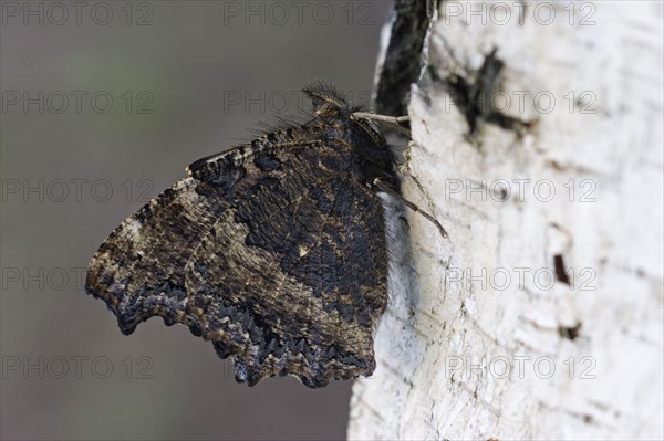 Yellow-legged tortoiseshell