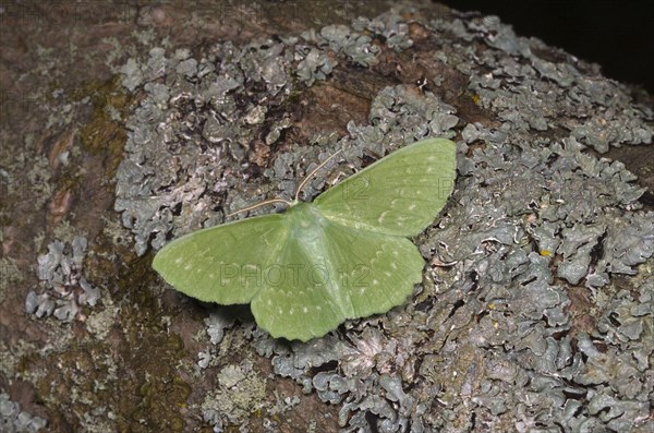 Large Emerald