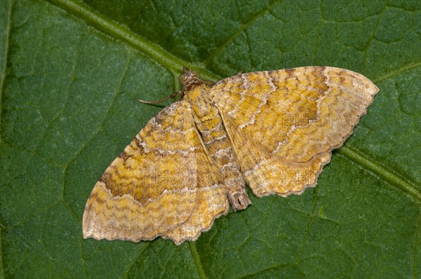 Yellow Shell adult