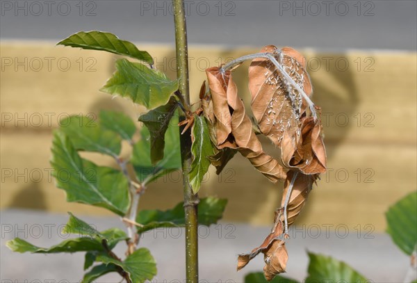 Wooly Beech Aphid