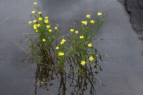 Lesser Spearwort