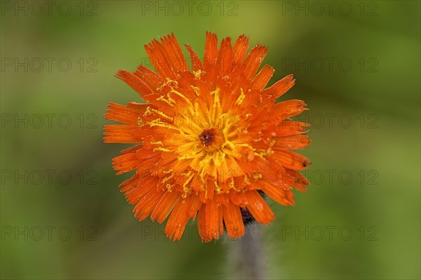 Orange hawkweed