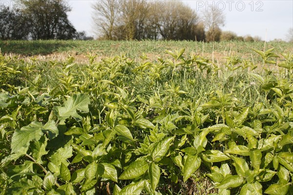 Dog's Mercury