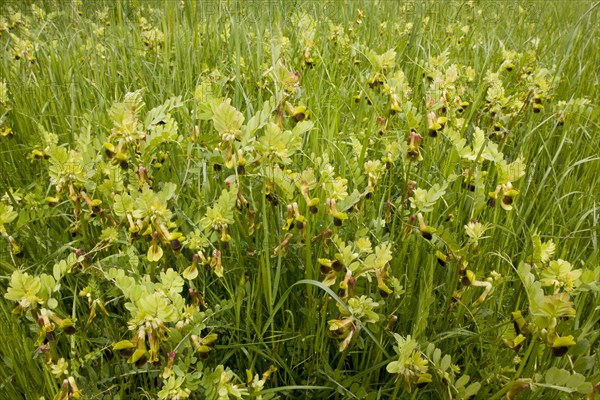 Mediterranean Vetch