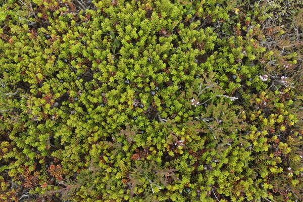 Crowberry