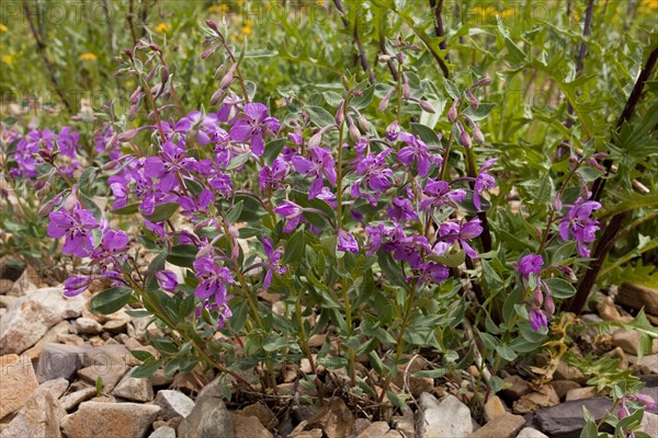 Flowering dwarf fireweed