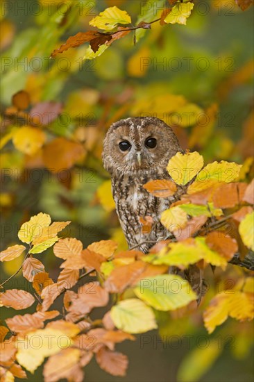 Tawny owl