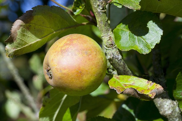 Cultivated apple tree