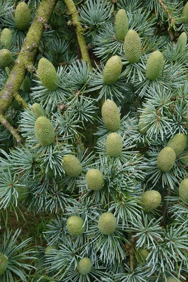 Deodar Cedar