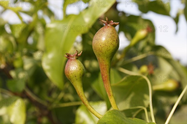 Common Pear