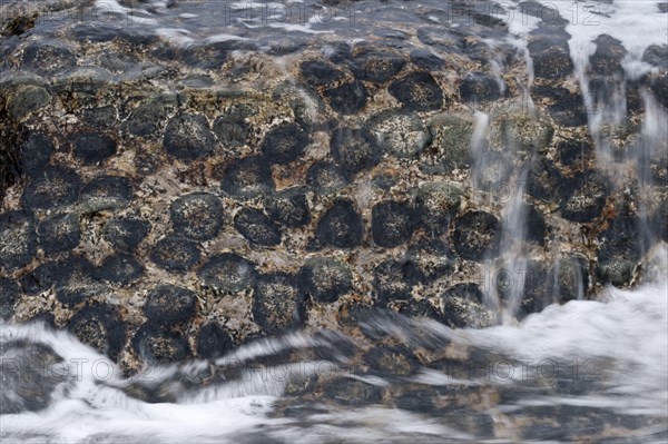 Granito Orbicular' orbicular granite rock