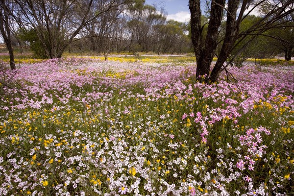 Dying acacia forest with Pink Everlasting and Pink Velleia