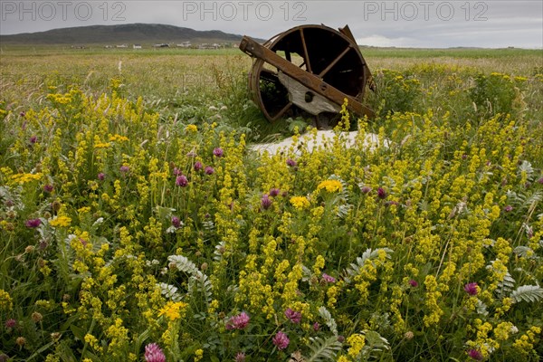 Machair habitat with wildflowers and abandoned roller