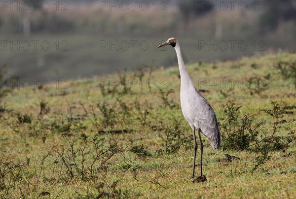 Brolga