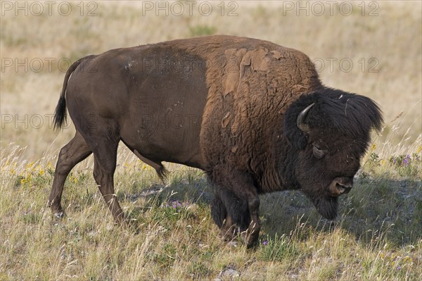 American bison