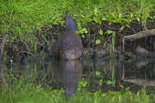 Eurasian beaver