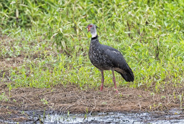 Calling southern screamer