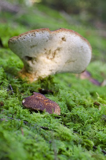 Goat's foot porling