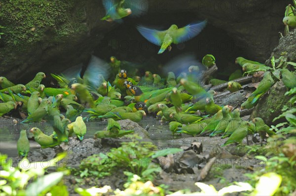 SKobalt-winged Parakeets and Golden-cheeked Parrots