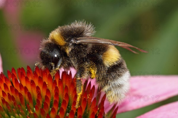 Garden bumblebee