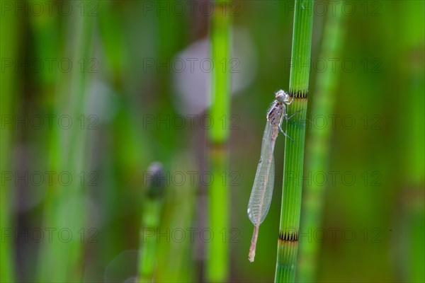 Horseshoe damselfly