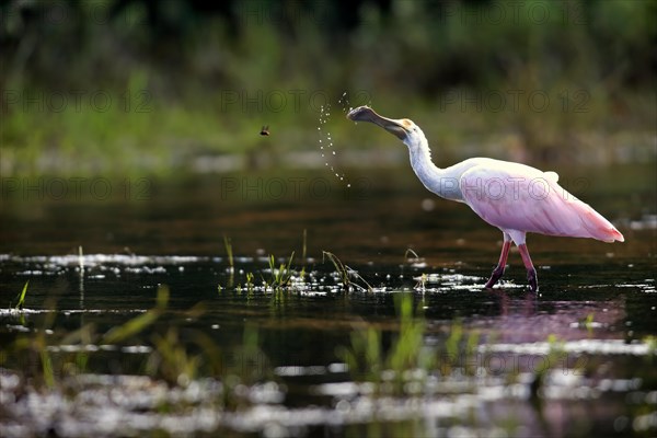 Roseate spoonbill